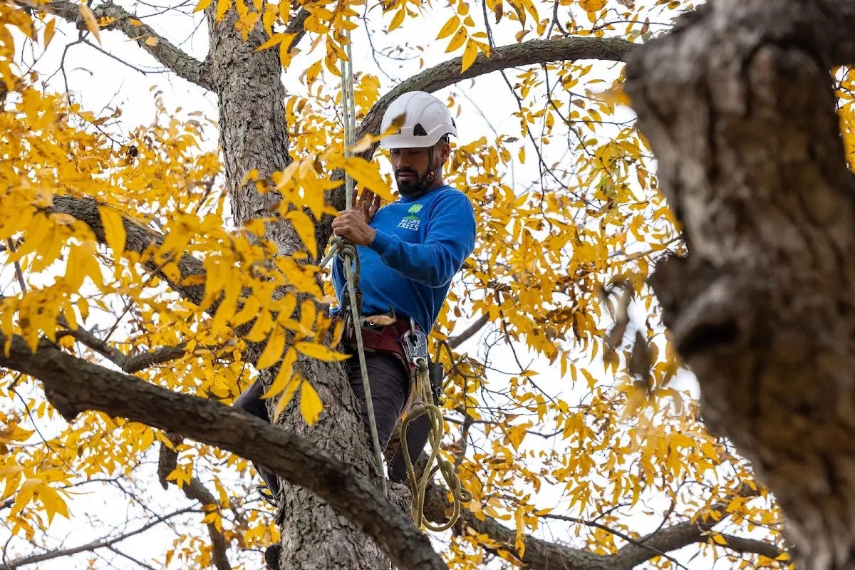 Skilled Storm Damage Cleanup crew working in Warren